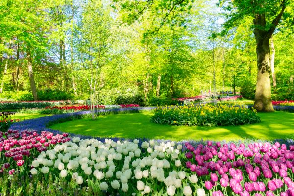 Spring Lawn Care in Suwanee