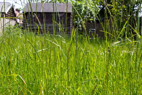 Cost of Overgrown Lawn Trimming in Suwanee
